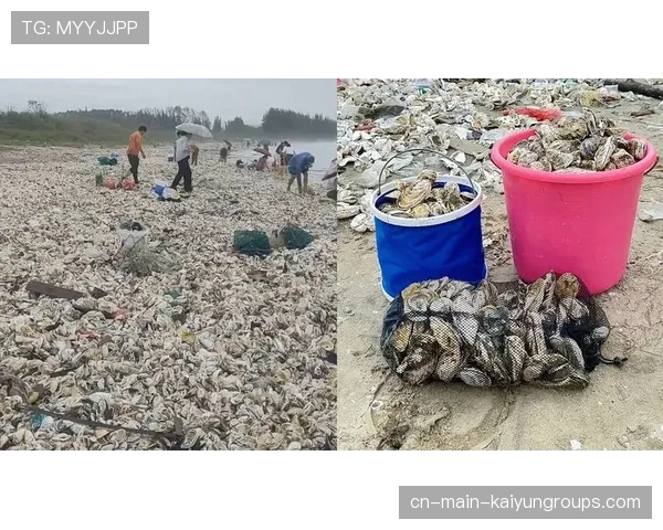 台风过后惠州海滩现大片海鲜，惠州台风网-台风路径实时发布